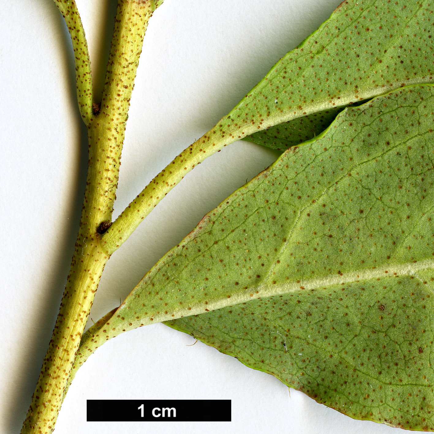 High resolution image: Family: Ericaceae - Genus: Rhododendron - Taxon: mucronulatum - SpeciesSub: var. ciliatum